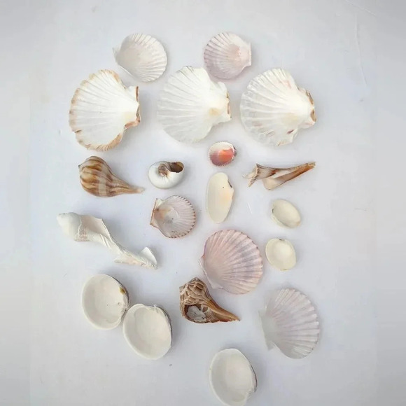 Seashell Lot Clearwater Beach, Florida - Picture 9 of 11